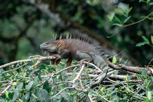 View of an iguana resting on a tree branch in the lush tropical foliage of Costa Rica.