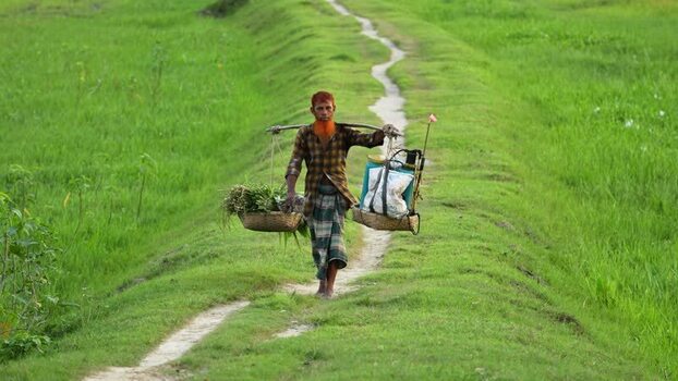 View of a farmer walking through green rice fields Bangladesh.