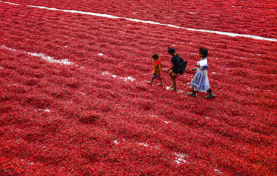 Bogura Bangladesh 12 February 2017 View of three children walking across a vast field of red chili peppers drying in the sun. Bogura Bangladesh 12 February 2017 View of three children walking across a vast field of red chili peppers drying in the sun.