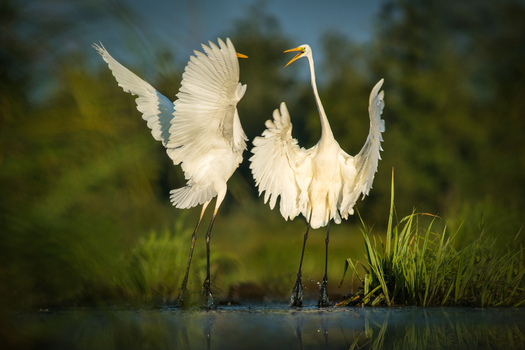 View of two great egrets displaying with wings spread in a marshy wetland with soft golden hour lighting in Debrzno Pomeranian Voivodeship Poland. View of two great egrets displaying with wings spread in a marshy wetland with soft golden hour lighting in Debrzno Pomeranian Voivodeship Poland.