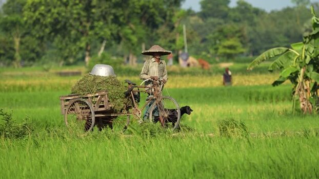 View of a farmer with a bicycle cart in green fields Bangladesh.