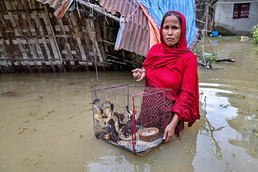 Banshkhali Upazila Chittagong Division Bangladesh 10 July 2026 View of a woman in a red headscarf standing in floodwater while holding a cage of ducklings near a damaged structure. Banshkhali Upazila Chittagong Division Bangladesh 10 July 2026 View of a woman in a red headscarf standing in floodwater while holding a cage of ducklings near a damaged structure.