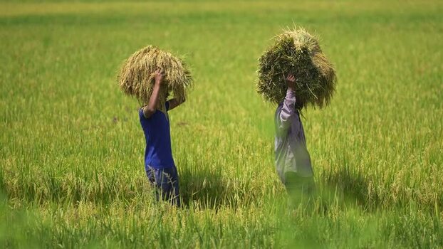 View of farmers carrying harvested rice in a green field Bangladesh. View of farmers carrying harvested rice in a green field Bangladesh.