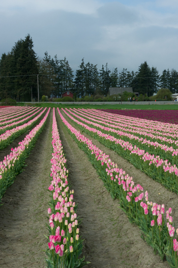 View of rows of pink tulips in a field with a treeline and cloudy sky in the background in La Conner Washington United States.