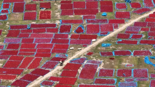 Aerial view of red chili peppers drying on blue tarps Bangladesh. Aerial view of red chili peppers drying on blue tarps Bangladesh.