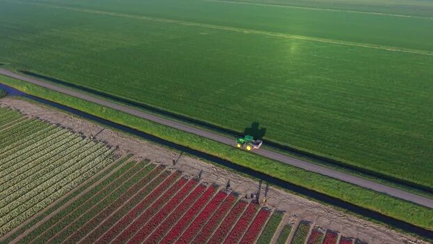 Aerial view of a tractor driving past tulip fields in the Netherlands. Aerial view of a tractor driving past tulip fields in the Netherlands.