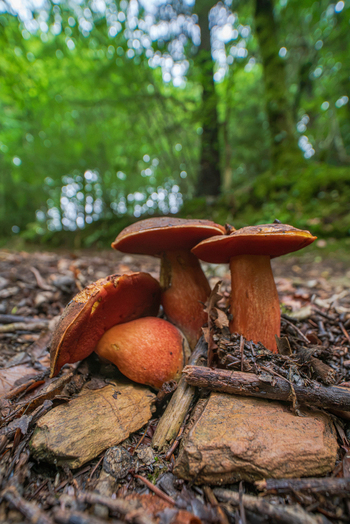 View of wild mushrooms growing on the forest floor among twigs leaves and stones in Deer Park Looe Cornwall United Kingdom. View of wild mushrooms growing on the forest floor among twigs leaves and stones in Deer Park Looe Cornwall United Kingdom.