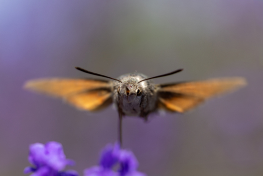 View of a hummingbird hawk moth hovering over purple lavender flowers with its wings spread Wittenheim Grand Est France.