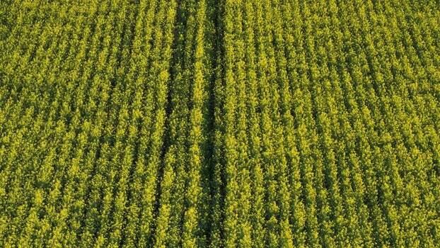 Aerial view of yellow crops field France.