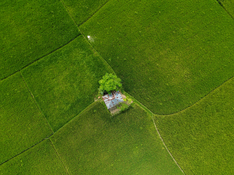 Aerial view of a small house with a metal roof nestled in the center of vibrant green rice fields in Joypurhat Rajshahi Division Bangladesh. Aerial view of a small house with a metal roof nestled in the center of vibrant green rice fields in Joypurhat Rajshahi Division Bangladesh.