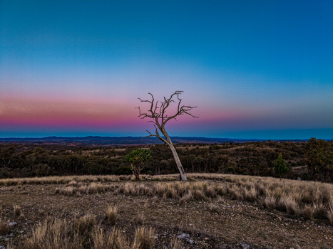 Aerial view of a lone dead tree in a dry field under a vibrant sunset sky in Silver Spur Queensland Australia. Aerial view of a lone dead tree in a dry field under a vibrant sunset sky in Silver Spur Queensland Australia.