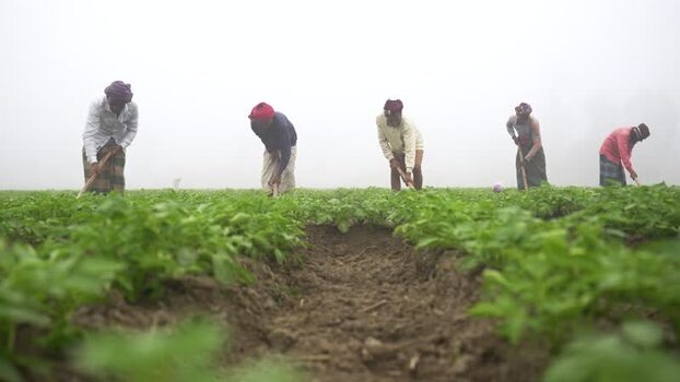 View of farmers working in a foggy field in Bogura Bangladesh. View of farmers working in a foggy field in Bogura Bangladesh.