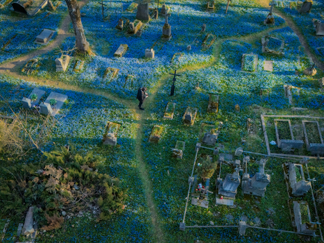 Vilnius Lithuania 01 April 2026 Aerial view of Bernardine Cemetery covered in blue spring flowers with a person walking along a path between historic gravestones.