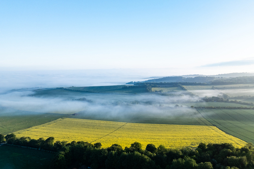 Aerial view of a vibrant yellow rapeseed field and rolling green hills covered in thick morning mist under a clear blue sky in Nuffield Oxfordshire United Kingdom. Aerial view of a vibrant yellow rapeseed field and rolling green hills covered in thick morning mist under a clear blue sky in Nuffield Oxfordshire United Kingdom.