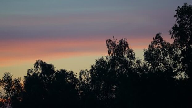 View of silhouetted trees against a colorful sunset sky Bangladesh.