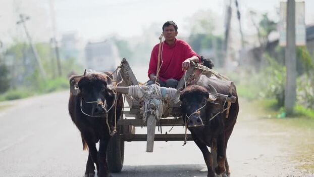 View of a man on a buffalo cart on a road in Dhangadhi Nepal.