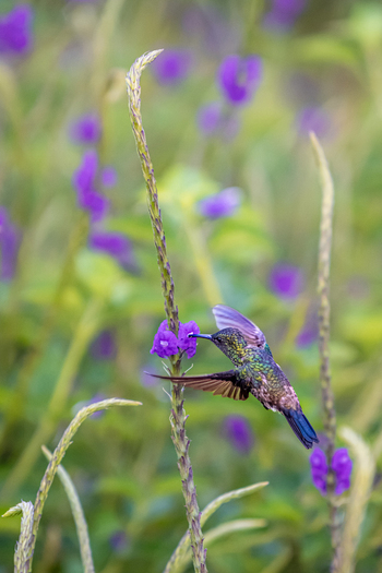 View of a hummingbird feeding on a purple flower in a field in Antioquia Colombia.