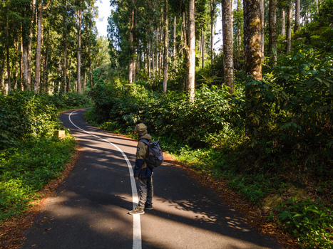 Aerial view of a person with a backpack standing on a winding asphalt road through a dense forest with tall trees and lush green foliage Baturaden Central Java Indonesia.