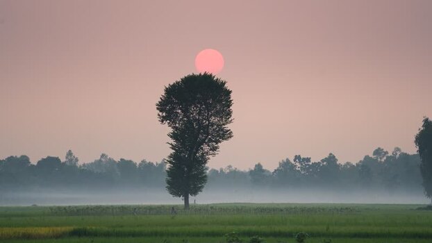 View of a lone tree against a pink sunset in Bogura Bangladesh. View of a lone tree against a pink sunset in Bogura Bangladesh.