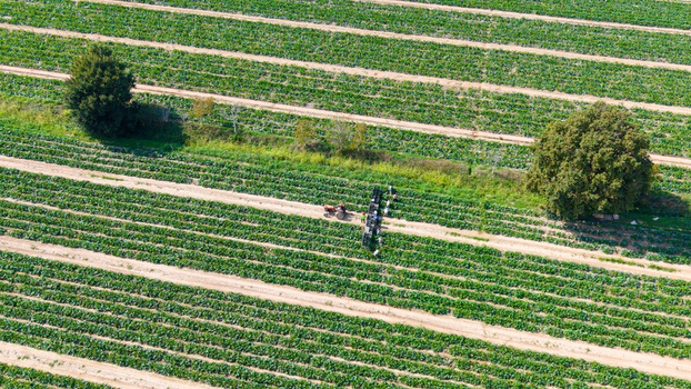 Aerial view of a zucchini harvest with workers harvesting vegetables in a field with a tractor in San Giuliano Milanese Lombardy Italy. Aerial view of a zucchini harvest with workers harvesting vegetables in a field with a tractor in San Giuliano Milanese Lombardy Italy.
