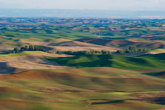 View of the rolling hills of the Palouse region with green and brown agricultural fields and patches of trees in Whitman County Washington United States.