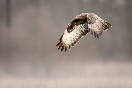 View of a common buzzard in flight with wings spread wide against a soft blurred background in Debrzno Pomeranian Voivodeship Poland. View of a common buzzard in flight with wings spread wide against a soft blurred background in Debrzno Pomeranian Voivodeship Poland.