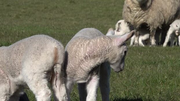 View of lambs in a green pasture Ireland.