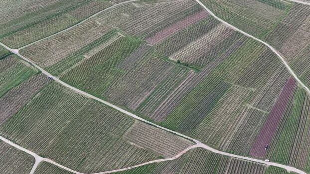 Aerial view of lush vineyards and geometric rural paths France. Aerial view of lush vineyards and geometric rural paths France.
