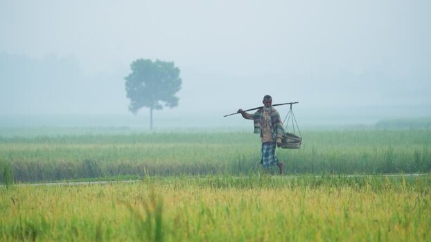 View of a farmer walking through misty fields in Bangladesh. View of a farmer walking through misty fields in Bangladesh.