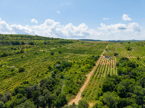 Aerial view of lush green vineyards and orchards stretching across rolling hills with a dirt path and a small farmhouse under a bright blue sky in Byala Varna Bulgaria. Aerial view of lush green vineyards and orchards stretching across rolling hills with a dirt path and a small farmhouse under a bright blue sky in Byala Varna Bulgaria.