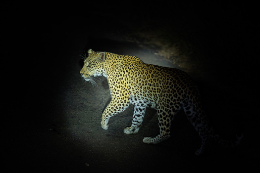 View of a leopard in Kruger National Park walking through the darkness illuminated by a spotlight at Skukuza Mpumalanga South Africa. View of a leopard in Kruger National Park walking through the darkness illuminated by a spotlight at Skukuza Mpumalanga South Africa.