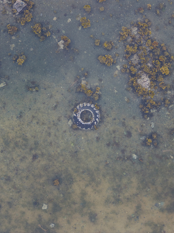 Aerial view of a discarded tire submerged in shallow water surrounded by patches of seaweed and rocky seabed in Unalaska Alaska United States.