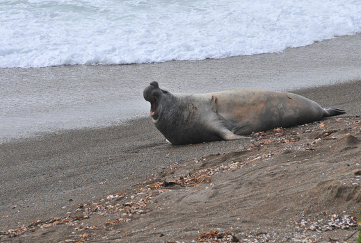 View of a southern elephant seal with its mouth open on a sandy beach with crashing waves in Puerto Madryn Chubut Argentina. View of a southern elephant seal with its mouth open on a sandy beach with crashing waves in Puerto Madryn Chubut Argentina.