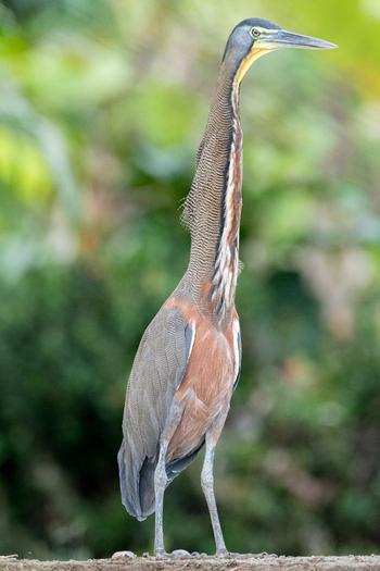 View of a Bare throated Tiger Heron standing on the bank of the Sierpe River with lush green foliage in the background in Puntarenas Province Costa Rica. View of a Bare throated Tiger Heron standing on the bank of the Sierpe River with lush green foliage in the background in Puntarenas Province Costa Rica.