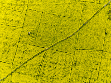 Aerial view of a vibrant yellow field divided by narrow paths creating geometric patterns against the rural landscape Sirajganj Rajshahi Division Bangladesh. Aerial view of a vibrant yellow field divided by narrow paths creating geometric patterns against the rural landscape Sirajganj Rajshahi Division Bangladesh.