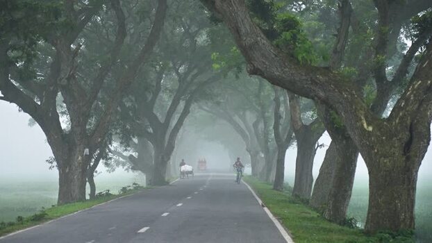 View of a misty road lined with ancient trees in Bogura Bangladesh. View of a misty road lined with ancient trees in Bogura Bangladesh.