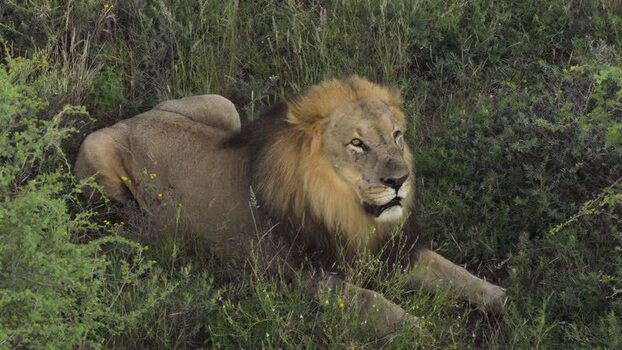 Aerial view of a male lion resting in the savanna South Africa.