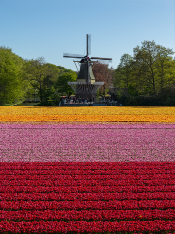 Aerial view of the iconic windmill at Keukenhof surrounded by vibrant rows of red pink and orange tulips under a clear blue sky in Lisse Zuid Holland Netherlands. Aerial view of the iconic windmill at Keukenhof surrounded by vibrant rows of red pink and orange tulips under a clear blue sky in Lisse Zuid Holland Netherlands.