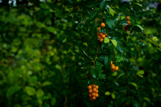 Aerial view of orange berries on a green plant in Riyom Plateau Nigeria.