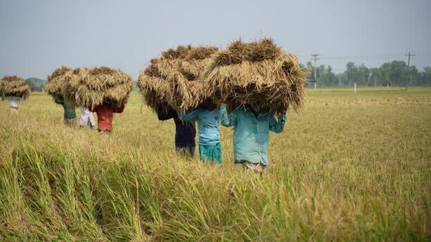 View of farmers carrying rice straw in a field Bangladesh. View of farmers carrying rice straw in a field Bangladesh.