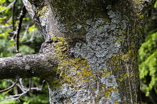 Pakistan 29 May 2023 View of a tree trunk covered in patches of yellow and grey lichen with green foliage in the background.