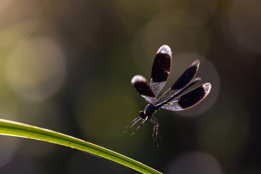 View of a damselfly with dark wings hovering over a green blade of grass against a soft bokeh background in Wittenheim Grand Est France. View of a damselfly with dark wings hovering over a green blade of grass against a soft bokeh background in Wittenheim Grand Est France.