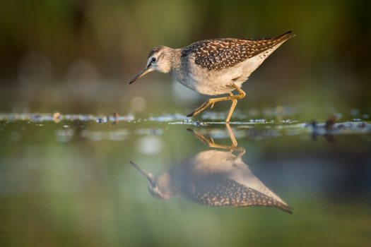 View of a sandpiper wading in shallow water with a clear reflection on the surface in Debrzno Pomeranian Voivodeship Poland. View of a sandpiper wading in shallow water with a clear reflection on the surface in Debrzno Pomeranian Voivodeship Poland.
