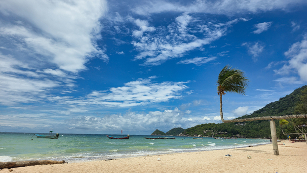 View of Ko Tao beach with traditional long tail boats on turquoise water under a bright blue sky featuring a leaning palm tree on the sandy shore in Ko Tao Surat Thani Thailand.