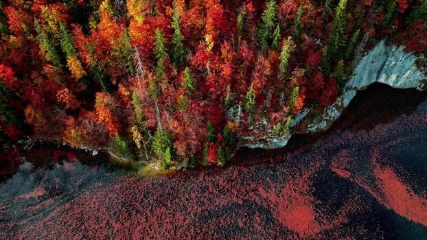 Aerial view of Attersee with autumn foliage in Austria.