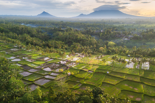 Aerial view of Mancingan Rice Terrace Bali with lush palm trees and distant mountains under a soft sky in Tampaksiring Bali Indonesia. Aerial view of Mancingan Rice Terrace Bali with lush palm trees and distant mountains under a soft sky in Tampaksiring Bali Indonesia.