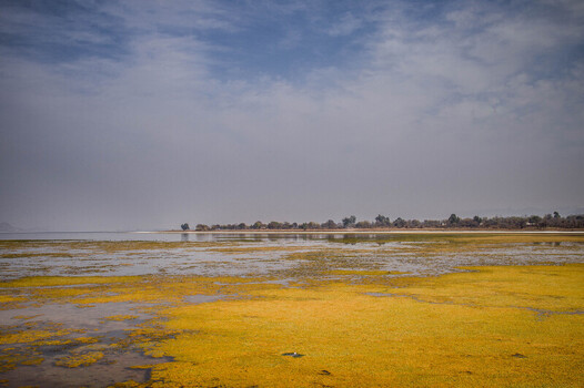 view of expansive golden wetlands meet the serene waters under a vast sky creating a mesmerizing blend of earth and sky Uchhali Lake Pakistan. view of expansive golden wetlands meet the serene waters under a vast sky creating a mesmerizing blend of earth and sky Uchhali Lake Pakistan.