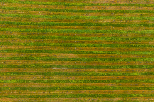Aerial view of the geometric patterns of a vineyard in Valdarno with alternating green and brown rows Florence Tuscany Italy. Aerial view of the geometric patterns of a vineyard in Valdarno with alternating green and brown rows Florence Tuscany Italy.