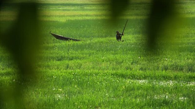 View of a fisherman in a wooden boat in a green field Bangladesh.