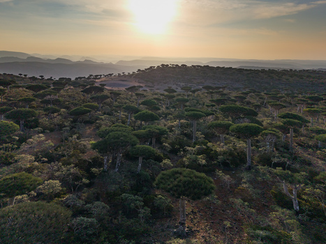 Aerial view of a surreal landscape of Dragon s Blood Trees basked in the warm glow of the setting sun Firmihin Socotra Yemen.